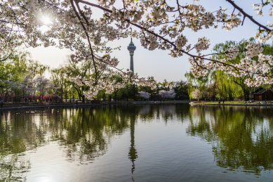 春天北京玉渊潭樱花掩映的电视塔