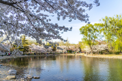 春天北京玉渊潭公园樱花盛开