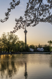 春天傍晚北京玉渊潭公园樱花掩映的电视塔