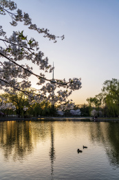 北京玉渊潭春天傍晚樱花中的电视塔