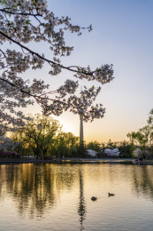 北京玉渊潭春天傍晚樱花中的电视塔