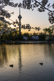 北京玉渊潭春天傍晚樱花中的电视塔