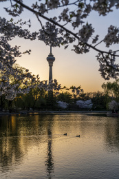 北京玉渊潭春天傍晚樱花中的电视塔