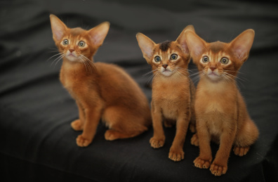 三只阿比西尼亚小奶猫
