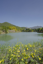 迎春花为前景的湖面及湖边风景，中国上杭