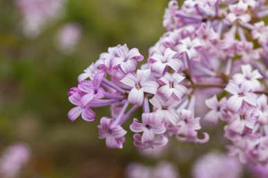 春天里盛开的紫色丁香花