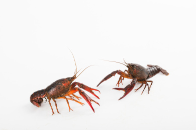 放在白色背景上的两只小龙虾