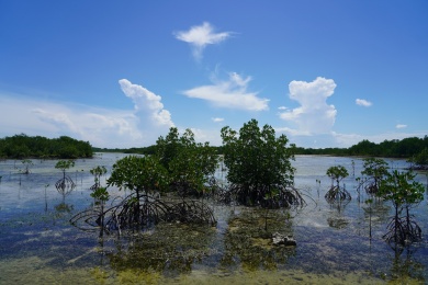 大自然的湿地生态系统