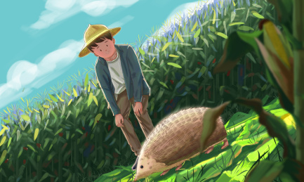 秋天在玉米地看刺猬的男孩