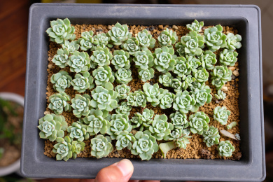 花盆里种植的多肉植物