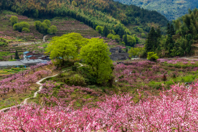 中国福建省古田县兰坦村的桃花