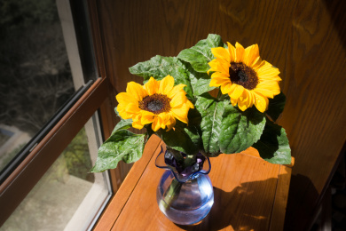 插在玻璃花瓶里的向日葵盛开了