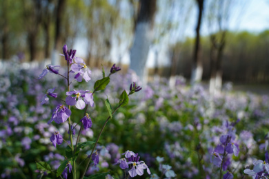 春天的花朵 诸葛菜