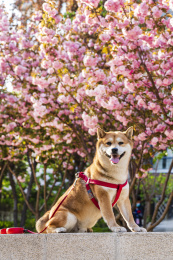 春天阳光下樱花树下一只柴犬狗狗在玩耍