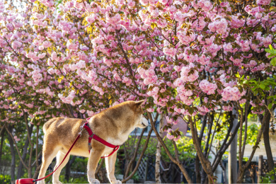 春天阳光下樱花树下一只柴犬狗狗在玩耍