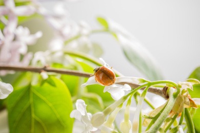 春天丁香花上的瓢虫