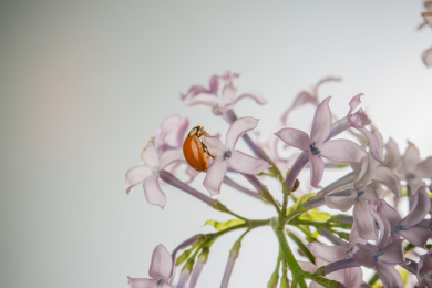 春天丁香花上的瓢虫