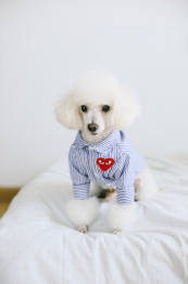 迷你贵宾犬 贵宾 小型犬