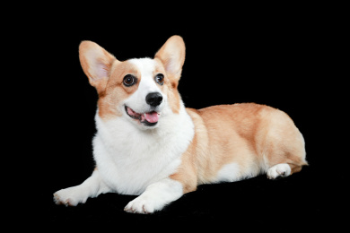 柯基犬萌宠