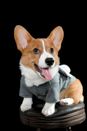 柯基犬萌宠