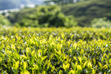 晴朗阳光照射下的茶园