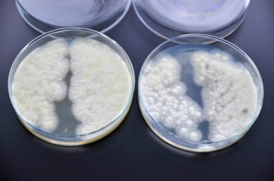 微生物检测,培养基,真菌琼脂培养基