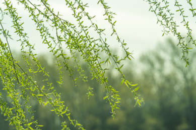 春天绿色的柳树枝 春天