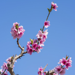 春天粉红色桃花盛开