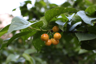 樱桃树上的果实