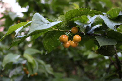 樱桃树上的果实