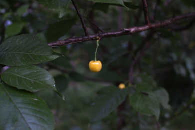 樱桃树上的果实