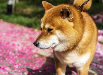 北京春天小狗柴犬站立在洒落花瓣的小路