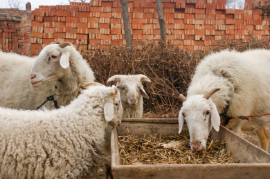羊圈里吃草料的羊 羊
