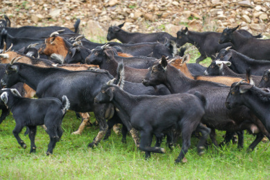 成群的黑山羊 养殖