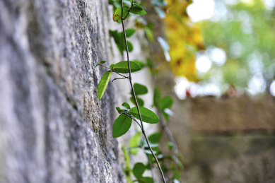 中国江苏省苏州虎丘风景区爬墙虎
