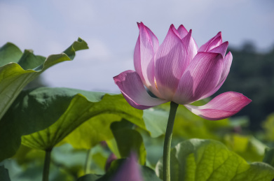 夏天盛开的荷花