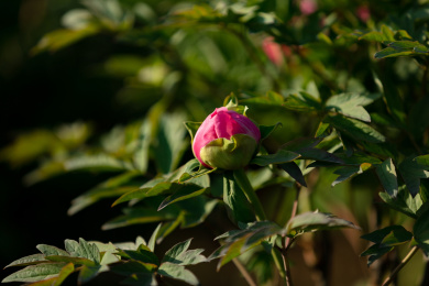 含苞待放的牡丹花
