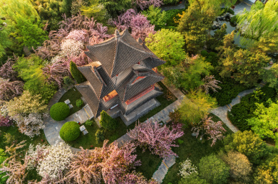 航拍春季青龙寺樱花盛开