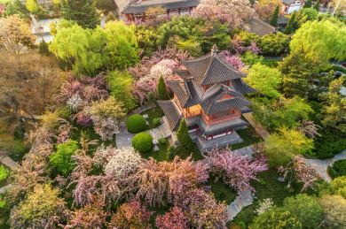 航拍春季青龙寺樱花盛开