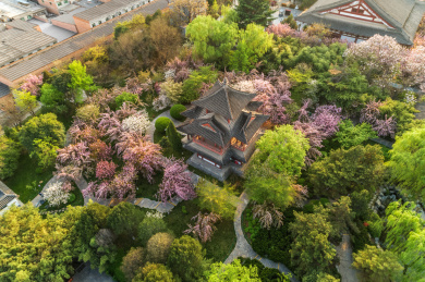 航拍春季青龙寺樱花盛开