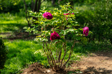 盛开的玫红色牡丹花