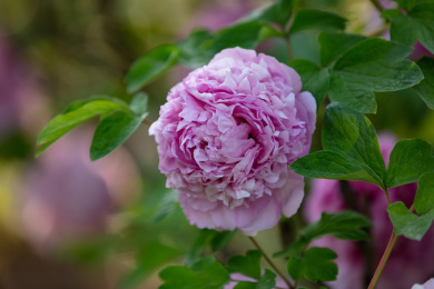 一朵浅紫色牡丹花