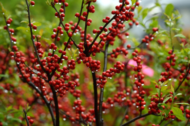 沾雨滴的毛冬青 