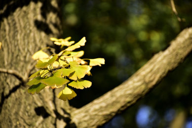中国江苏省苏州虎丘风景区秋天的银杏叶