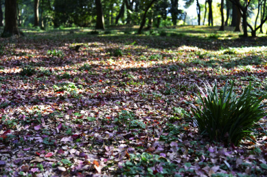 中国江苏省苏州园林虎丘景区秋天的落叶