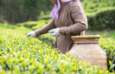 一双女性的手在采茶