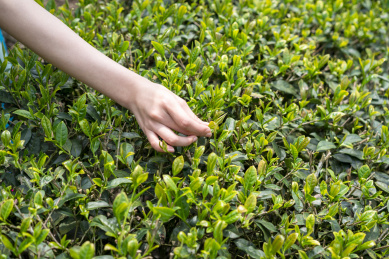 一双女性的手在采茶