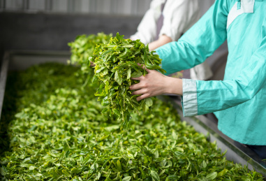 两个女性的手在制作茶叶