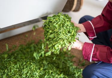 一双男性的手在制作茶叶