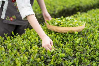 一双女性的手在采茶